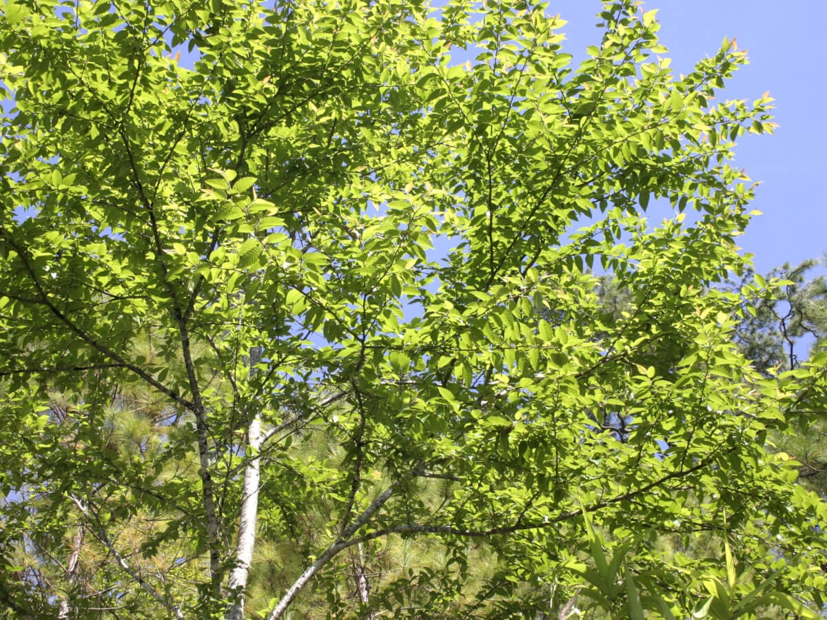 Береза ребристая