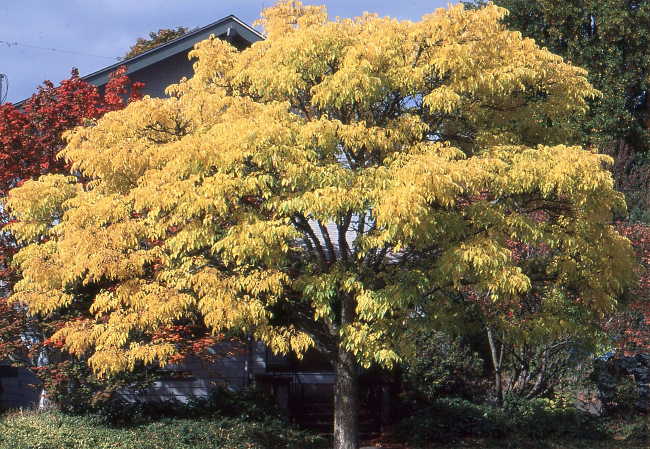 Бархат китайский