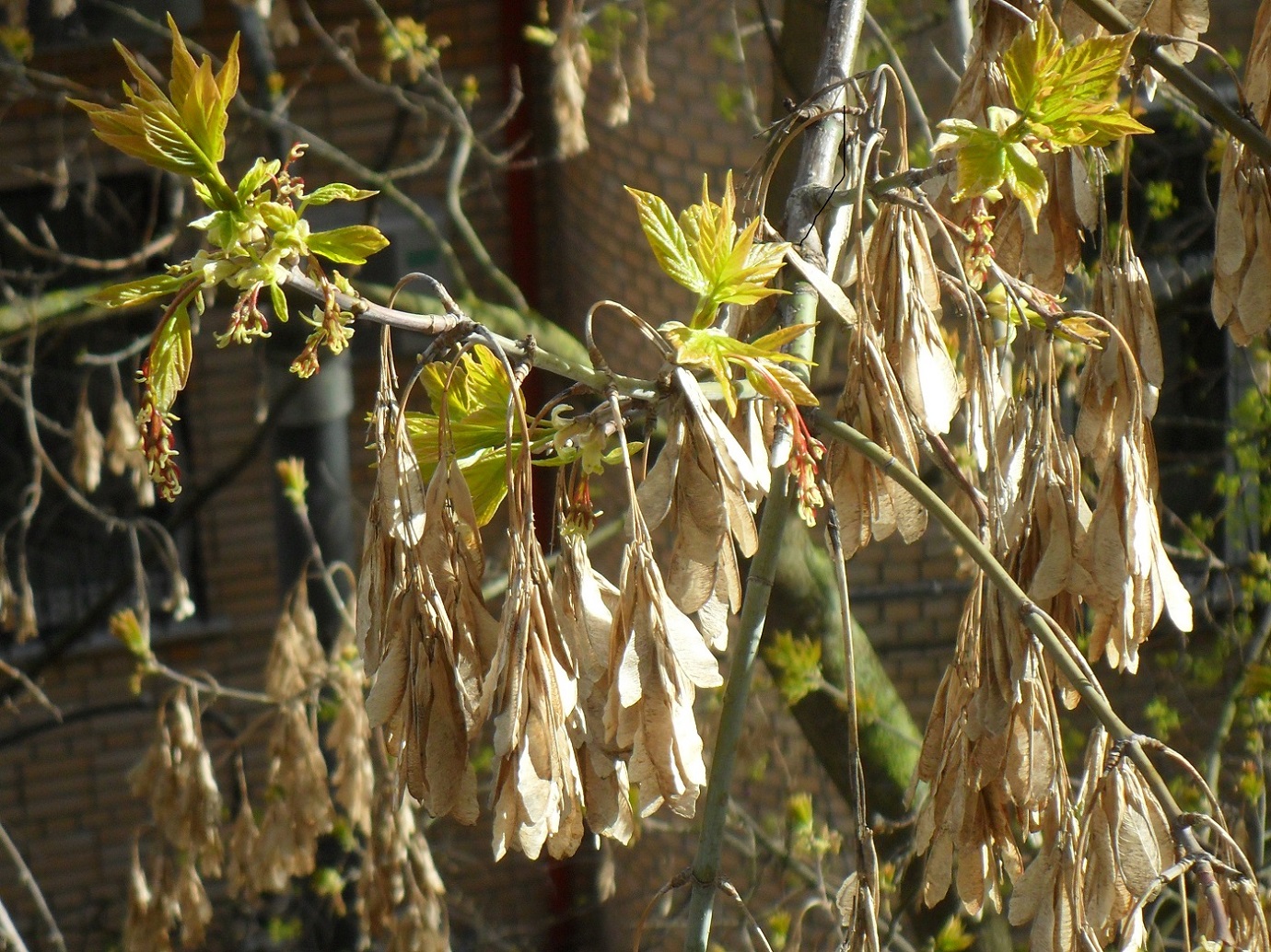 Клён ясенелистный