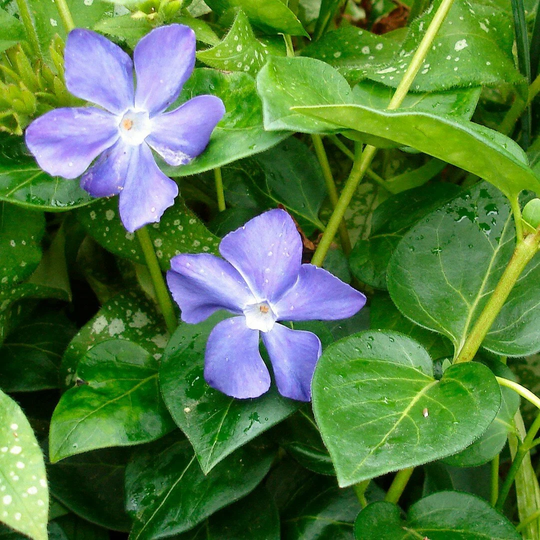 Барвинок большой