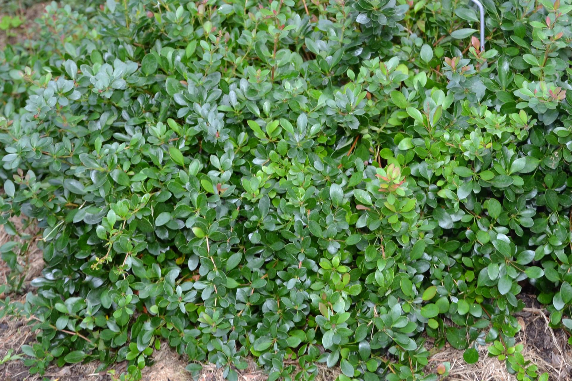 Барбарис бородавчатый Барбарис бородавчатый