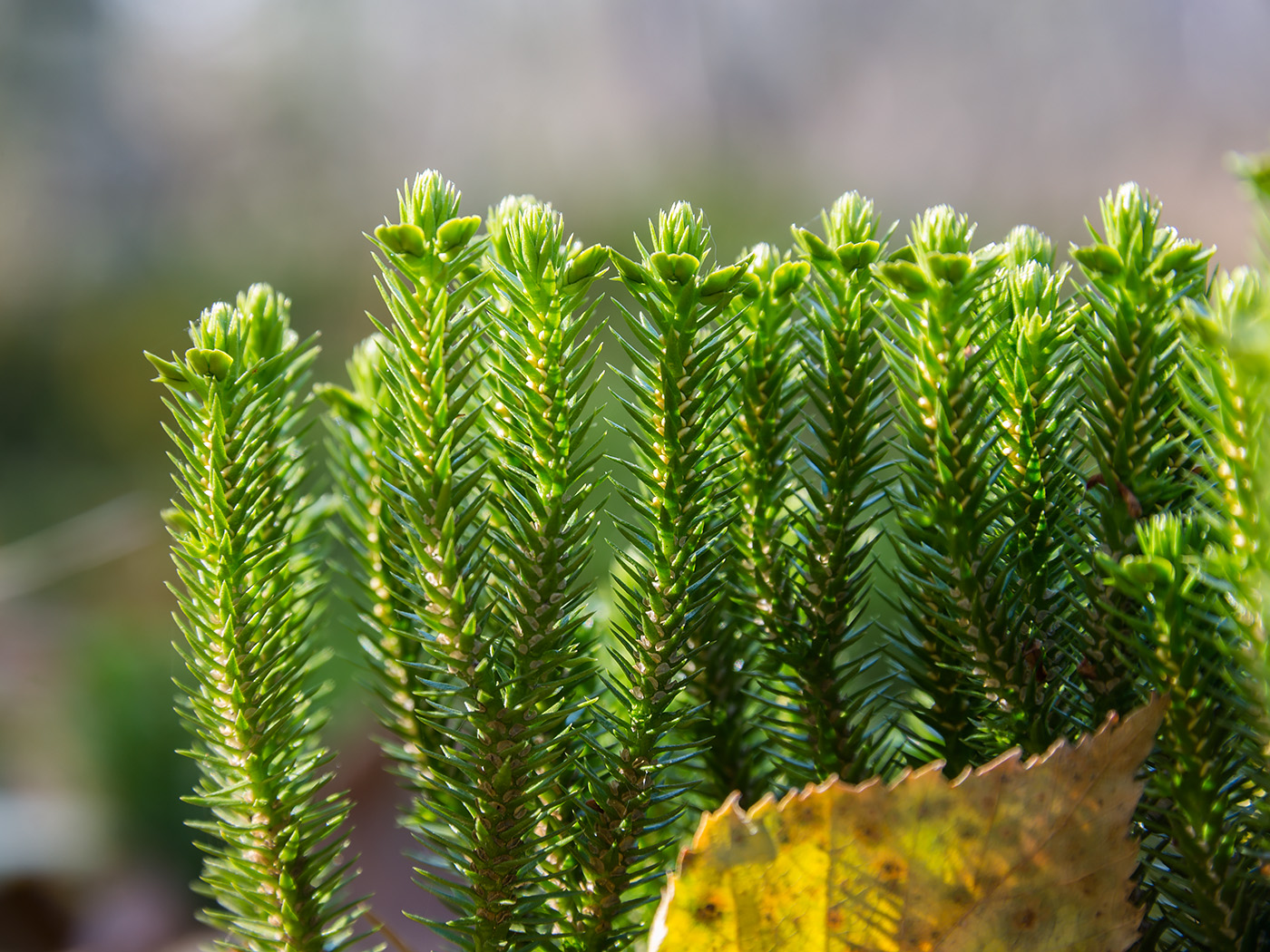 Баранец (растение)