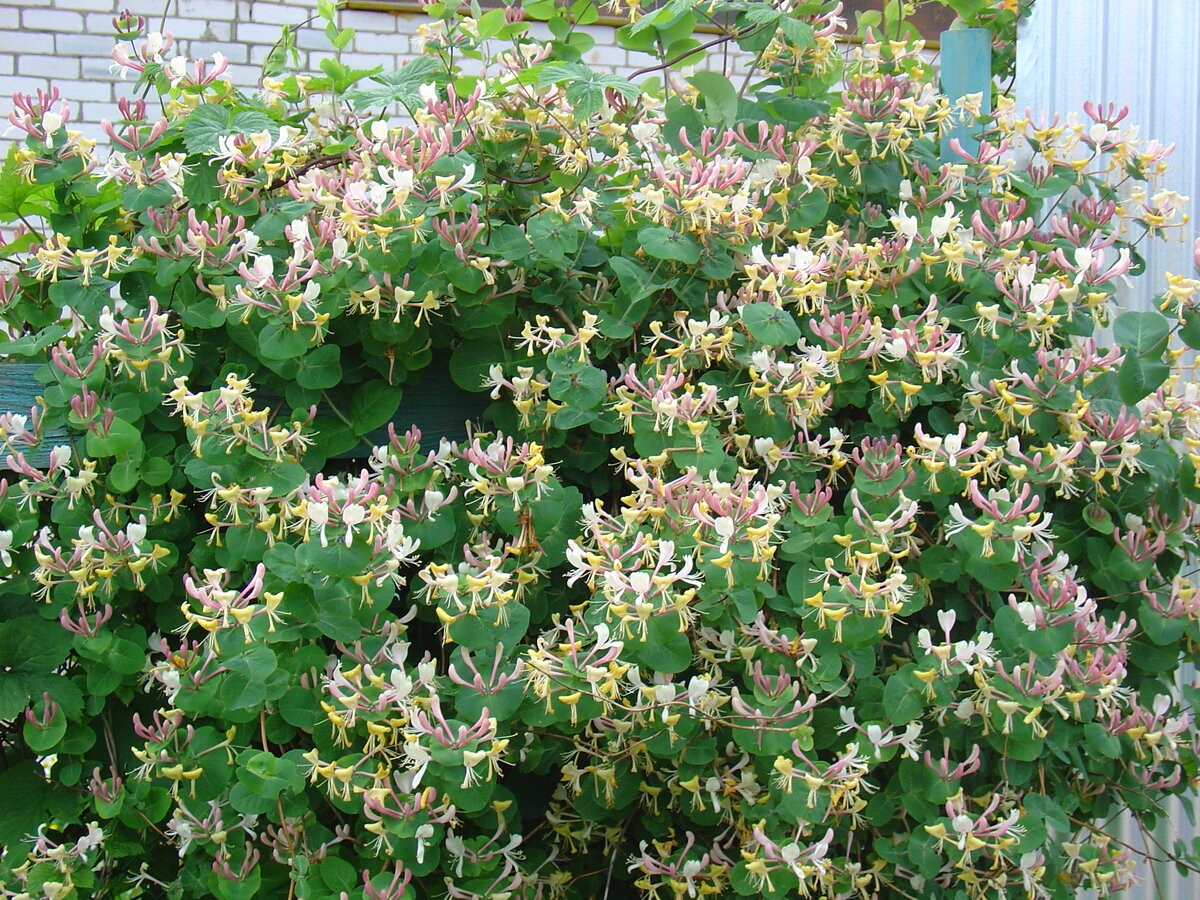 Жимолость алтайская