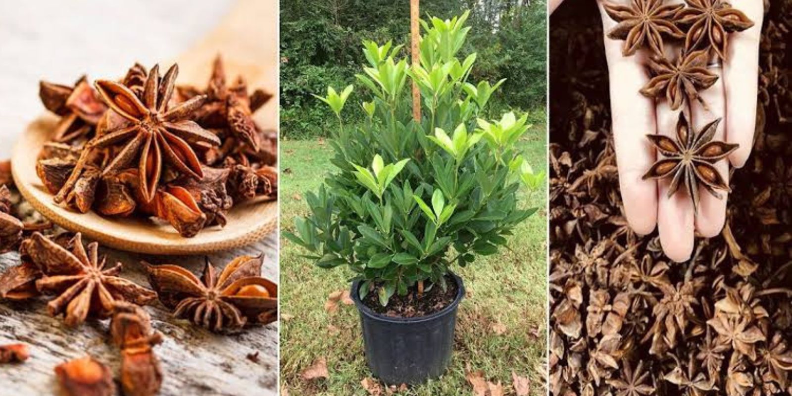 Бадьян мелкоцветковый