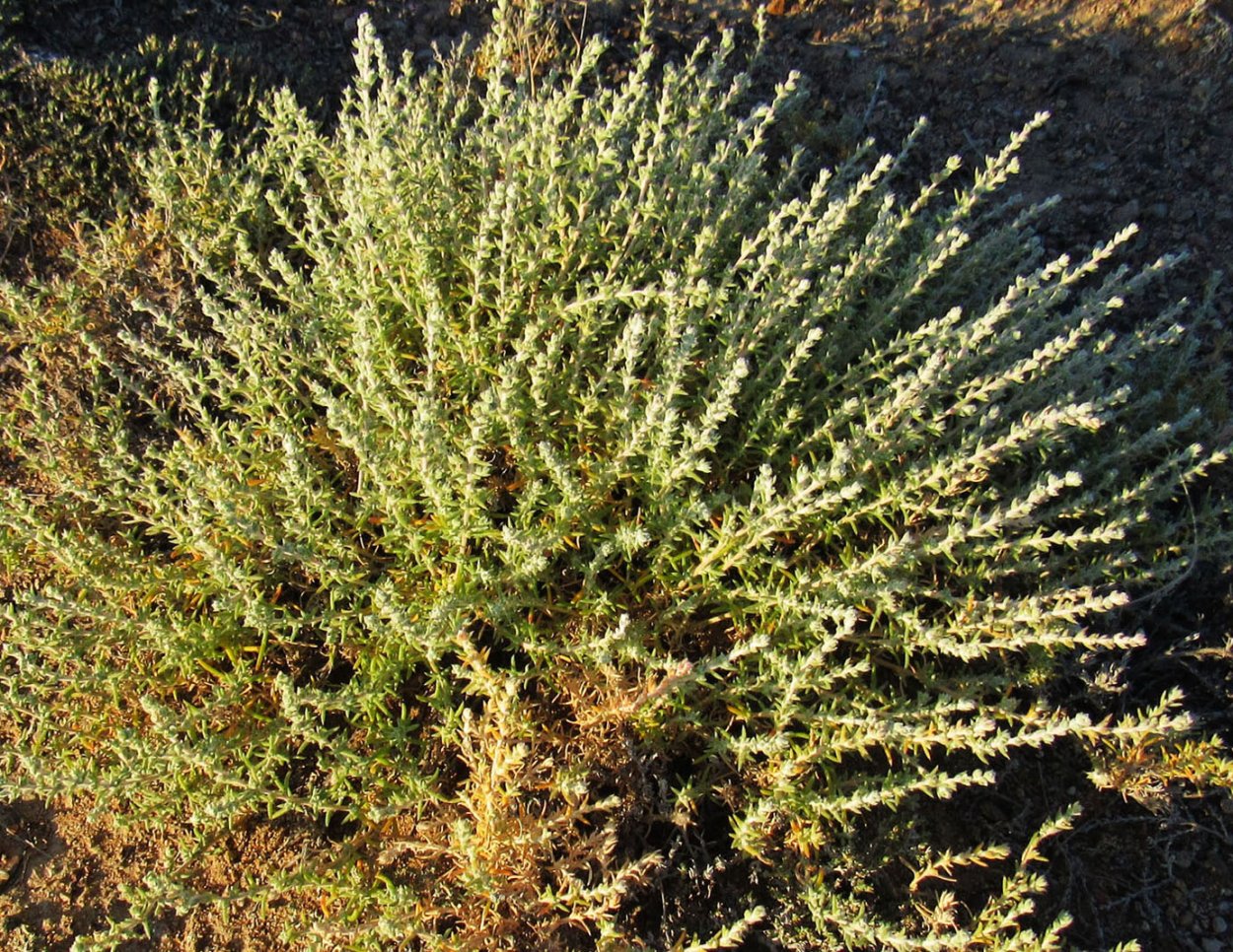 Бассия шерстистоцветковая Бассия шерстистоцветковая