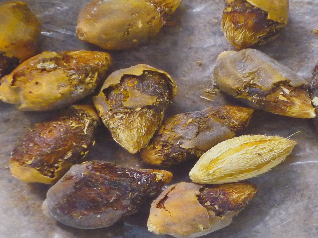 Баланитес Баланитес