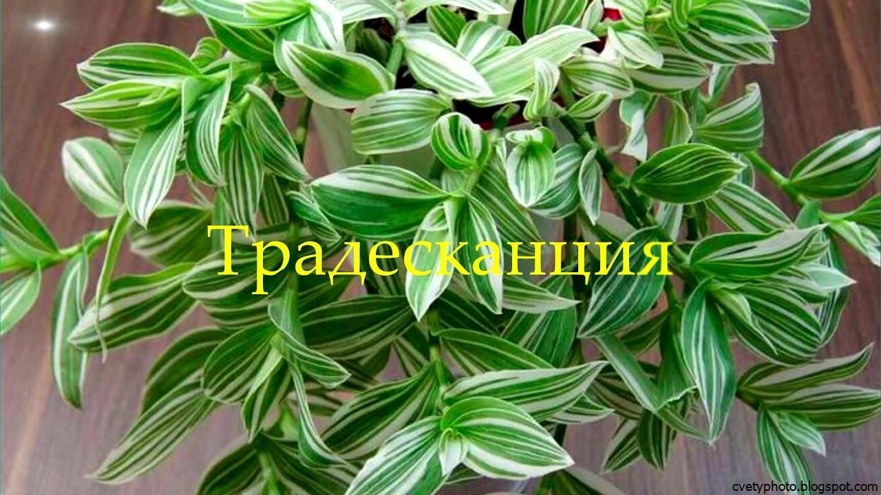 Традесканция