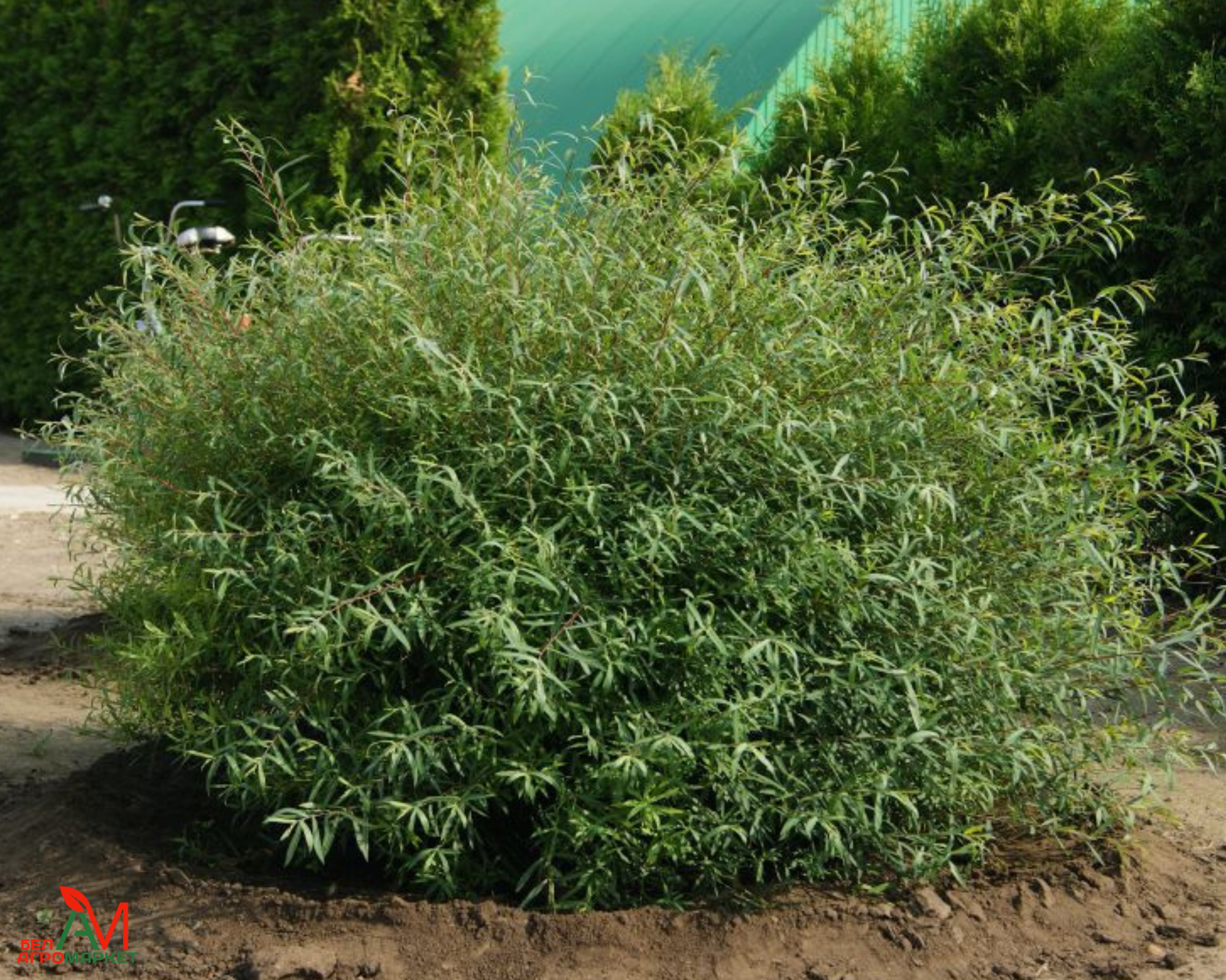 Ива пурпурная Ива пурпурная