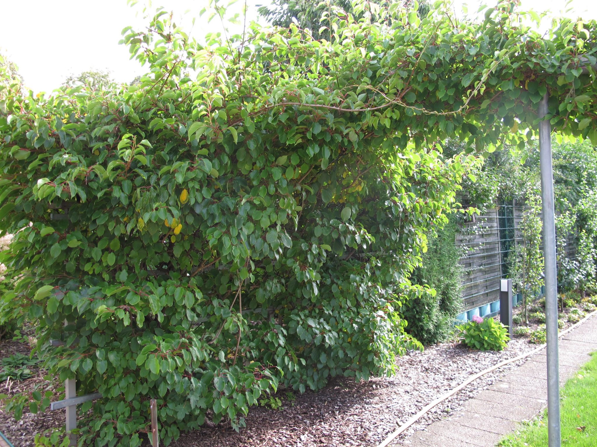 Актинидия острая