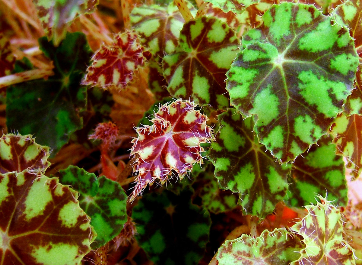 Бегония пятнистая