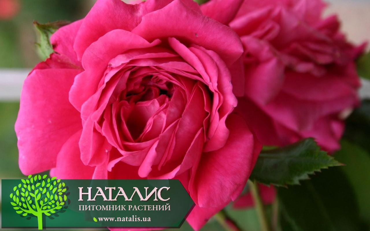 Роза плетистая Лагуна