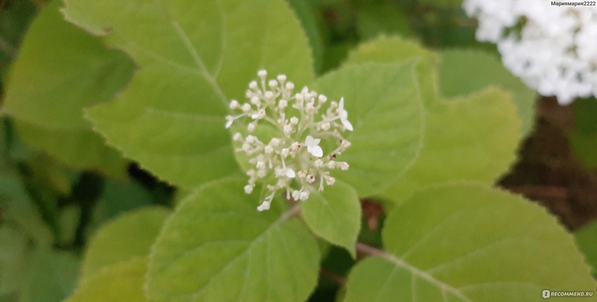 Гортензия пепельная Гортензия пепельная