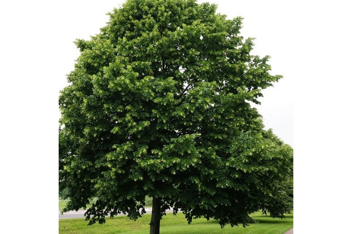 Липа крупнолистная