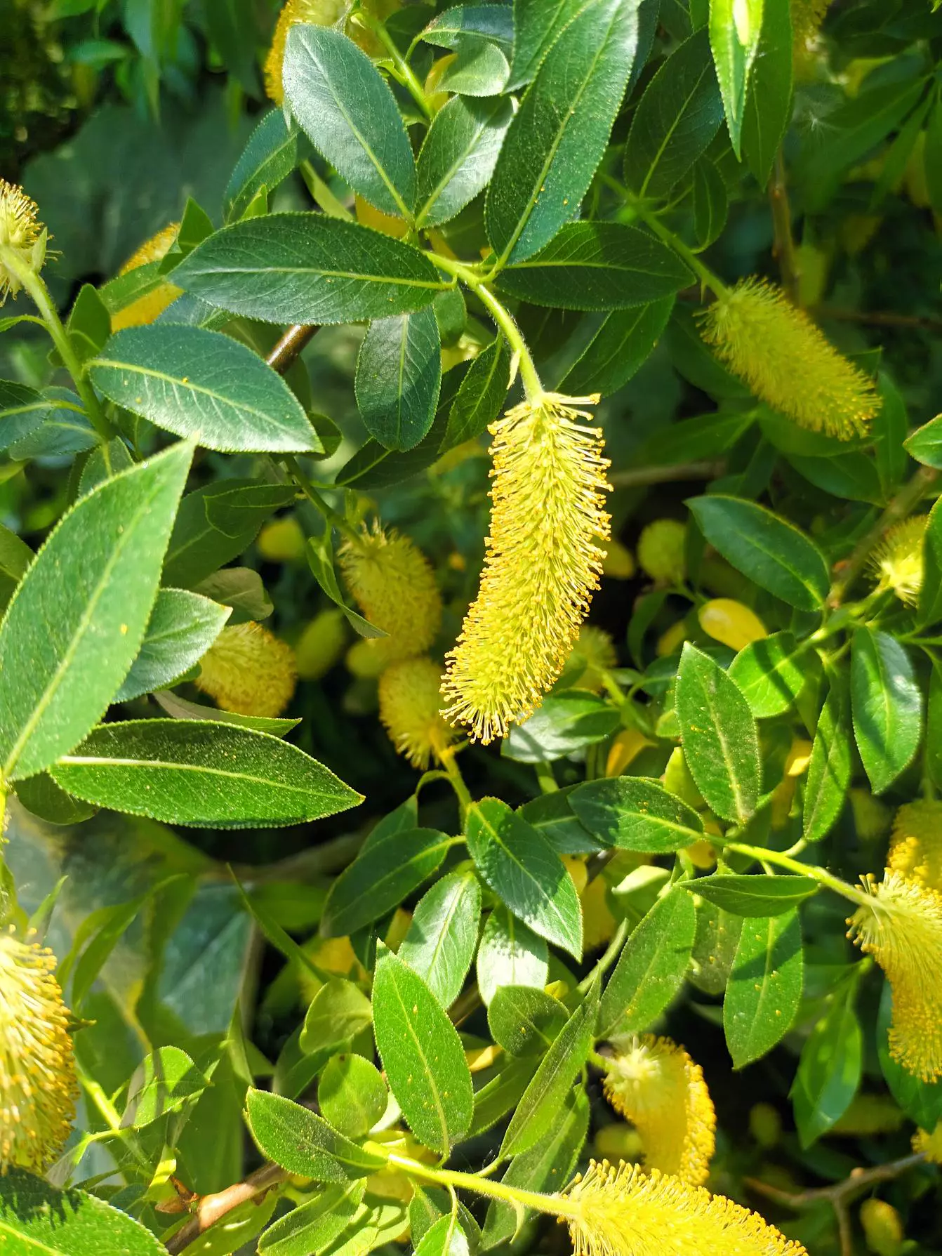 Ива пятитычинковая