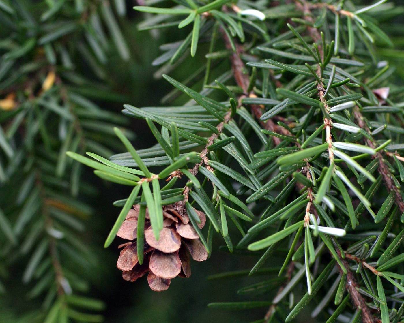 Тсуга Тсуга