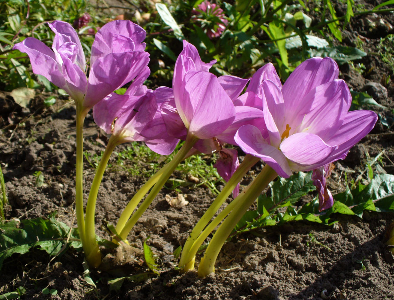 Безвременник великолепный Безвременник великолепный