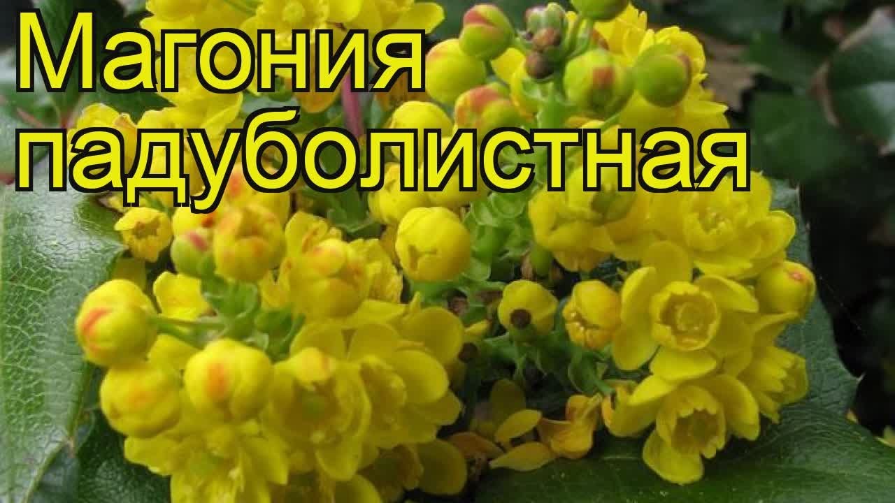 Магония падуболистная