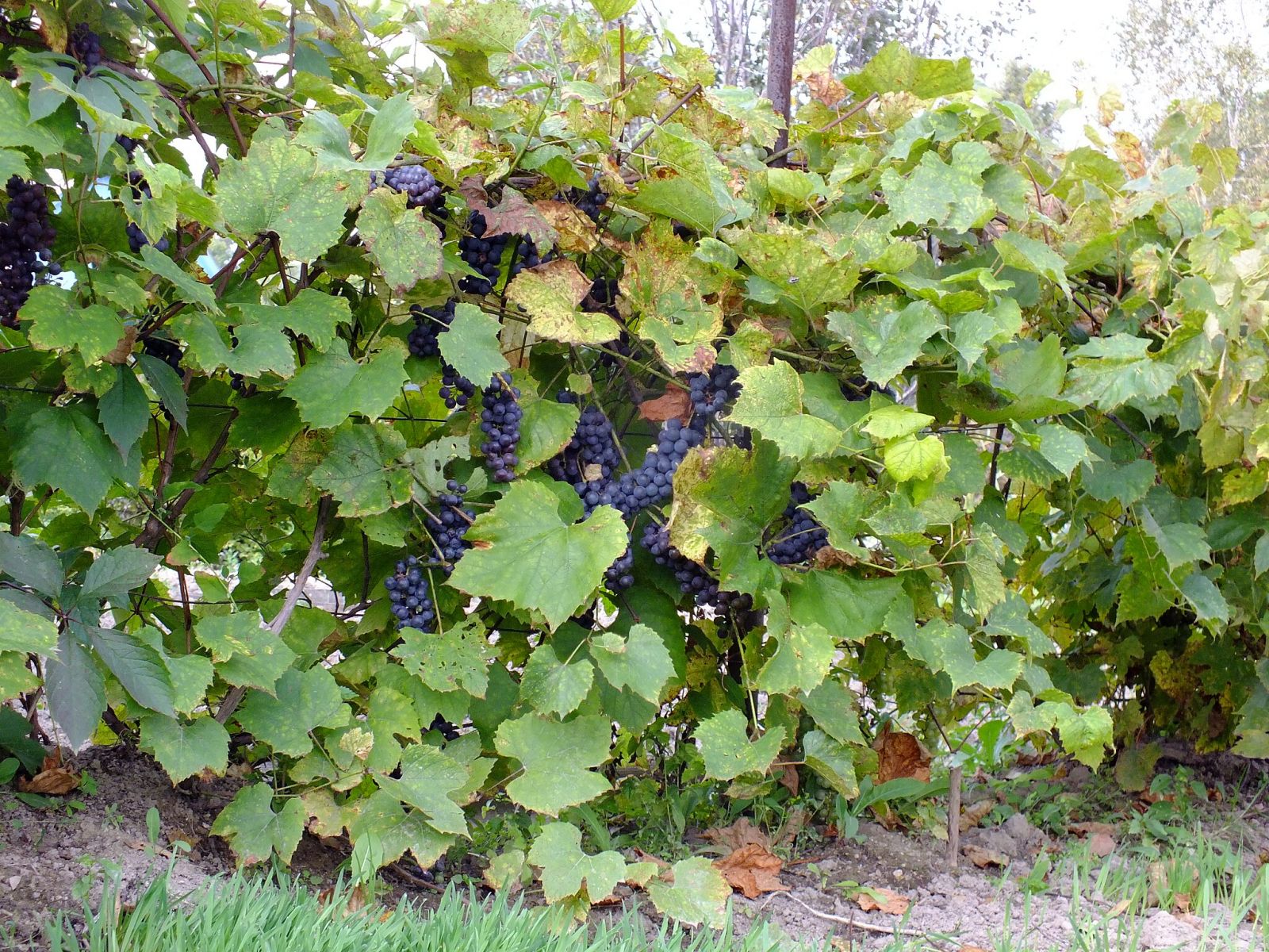 Виноград амурский