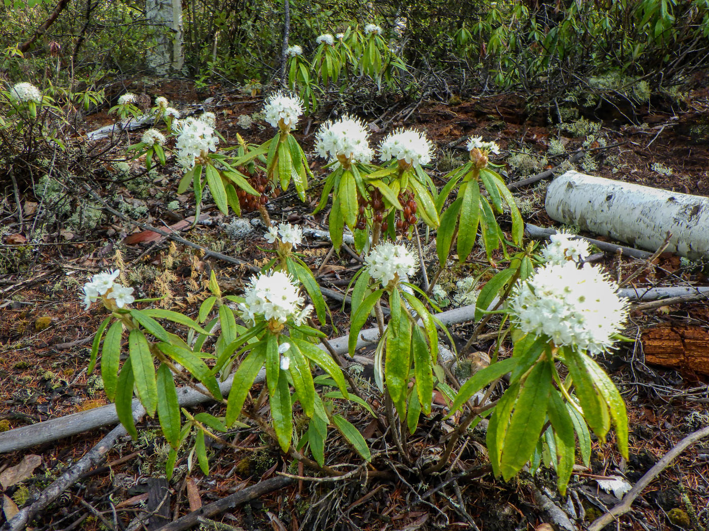 Багульник подбел