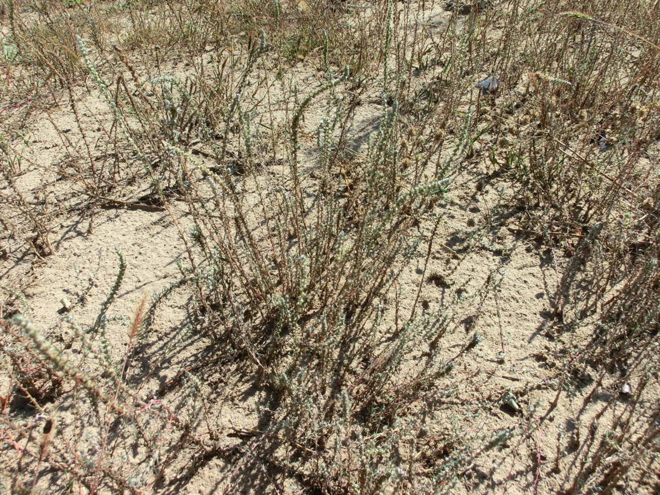 Бассия шерстистоцветковая Бассия шерстистоцветковая