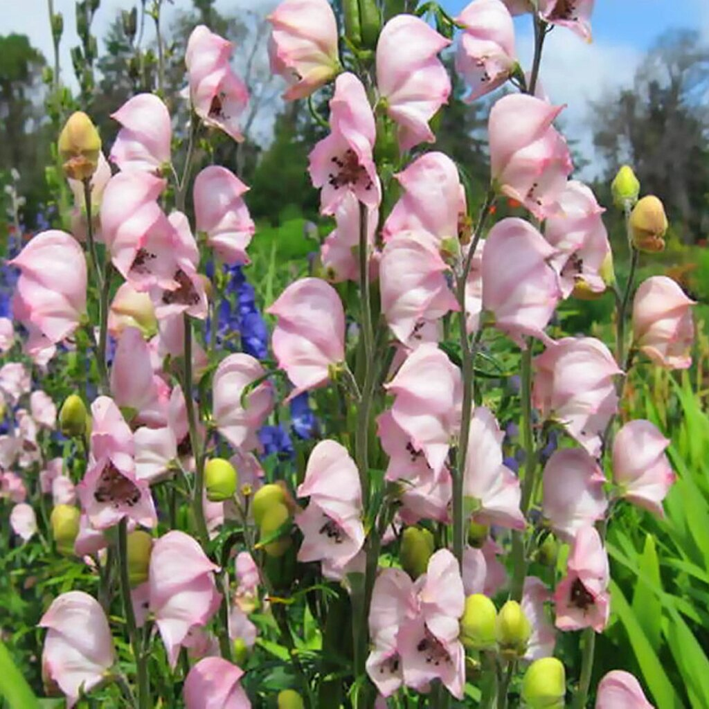 Аконит клобучковый