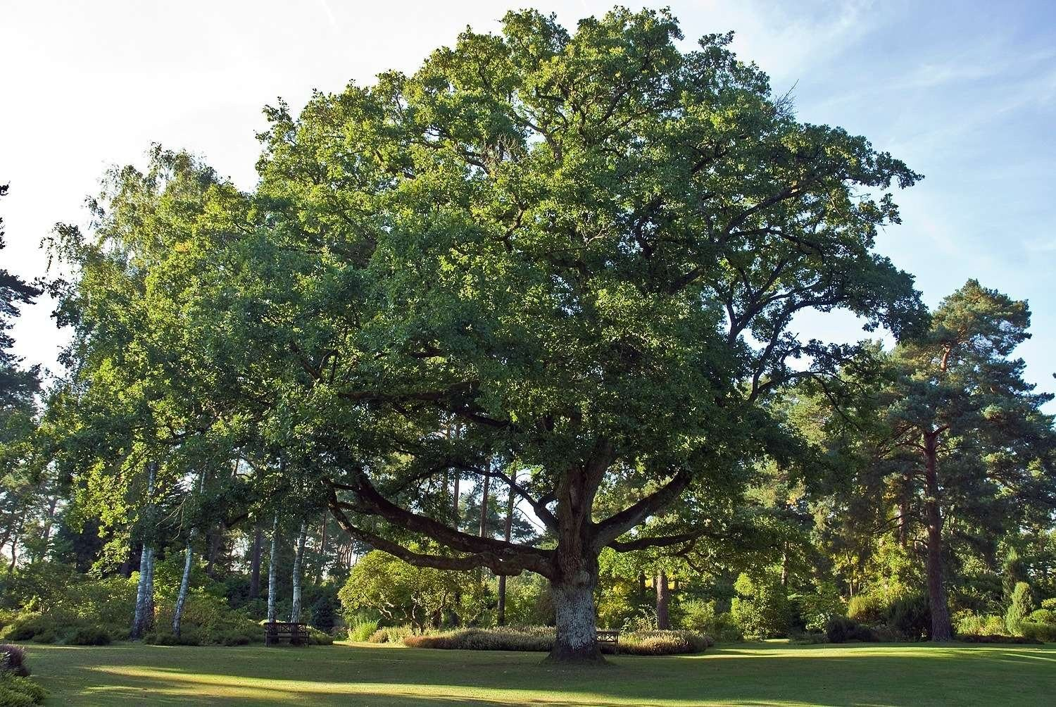 Дуб скальный