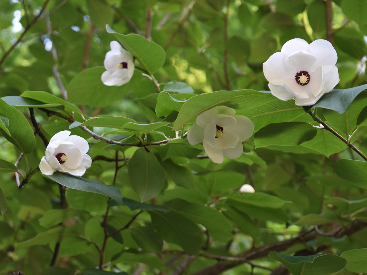 Магнолия Зибольда Магнолия Зибольда