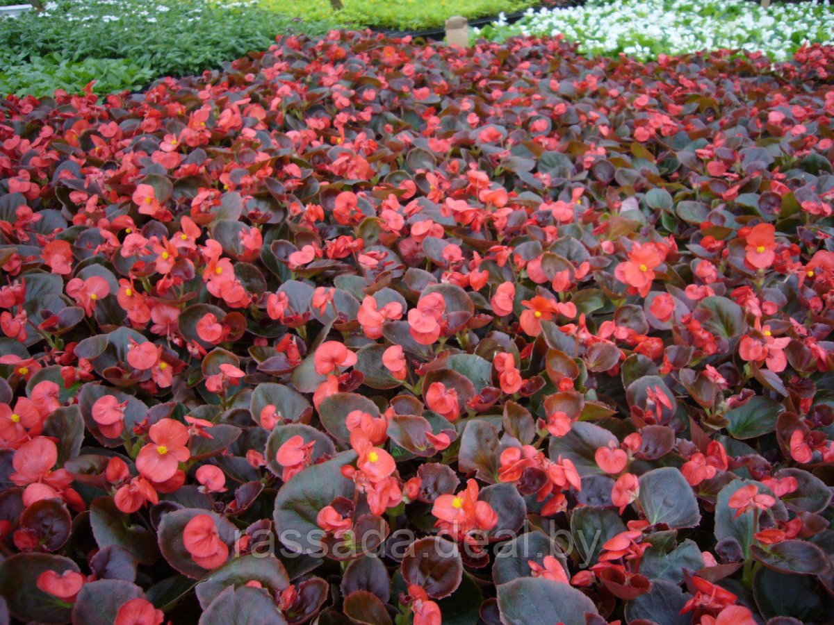 Бегония Бегония