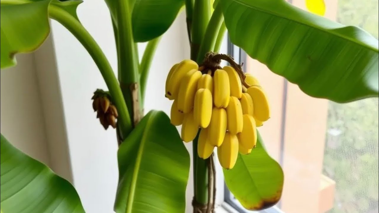 Банан дарджилингский