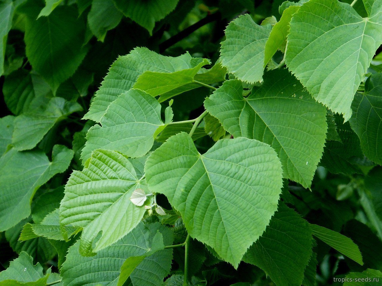 Липа кавказская Липа кавказская