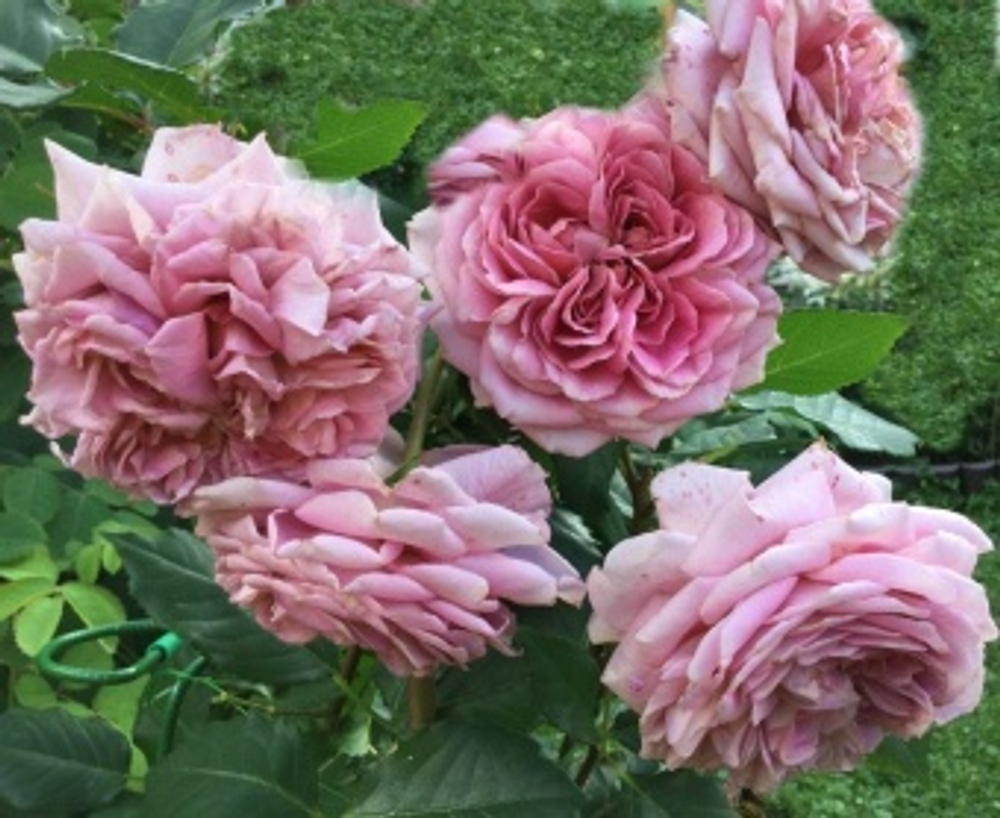 Роза французская