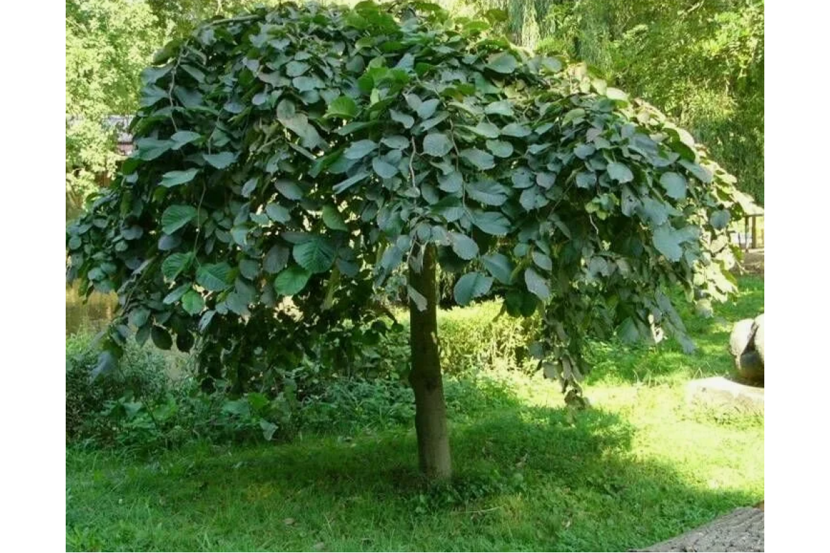 Вяз Андросова