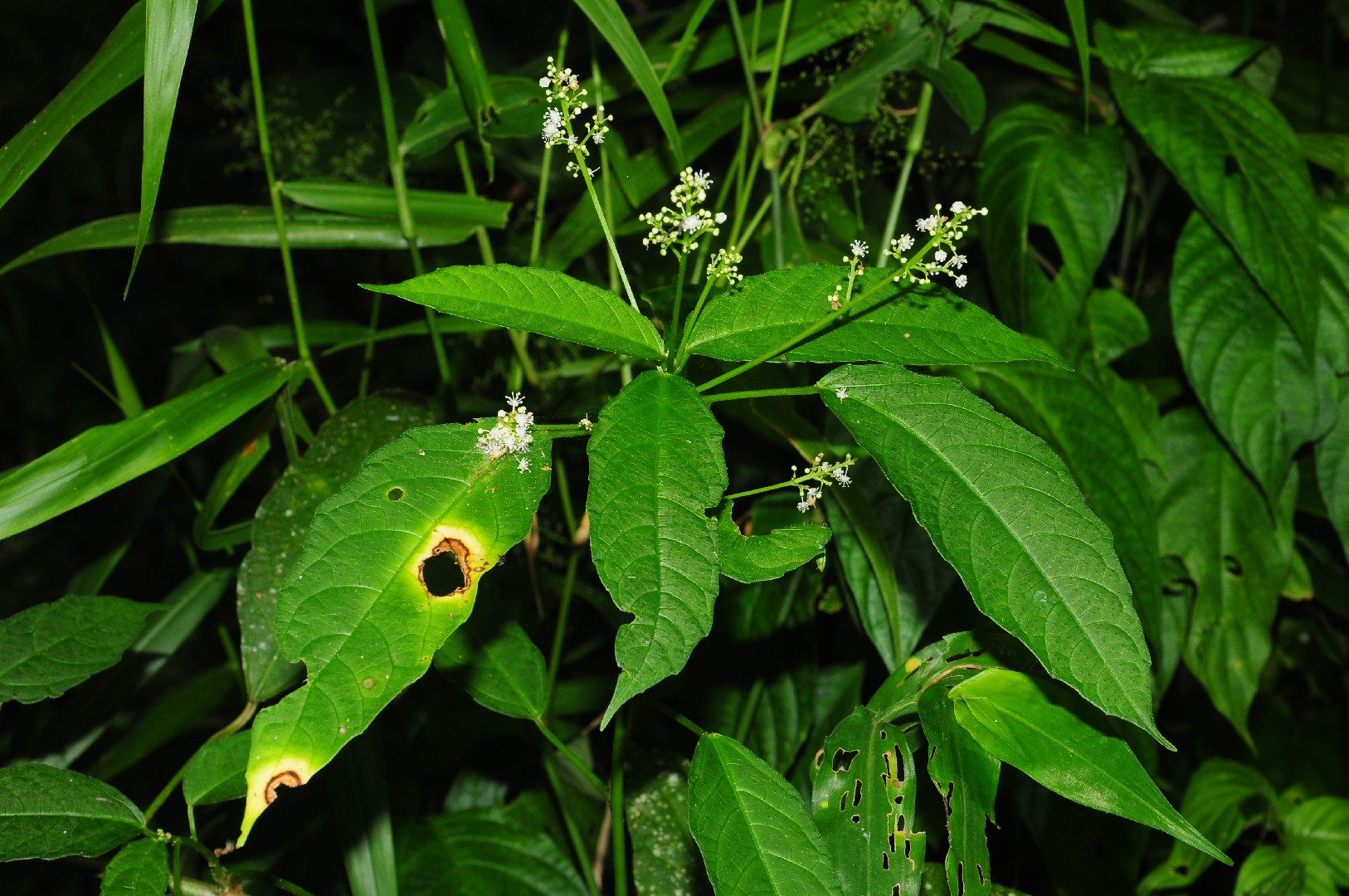 Балиоспермум Балиоспермум