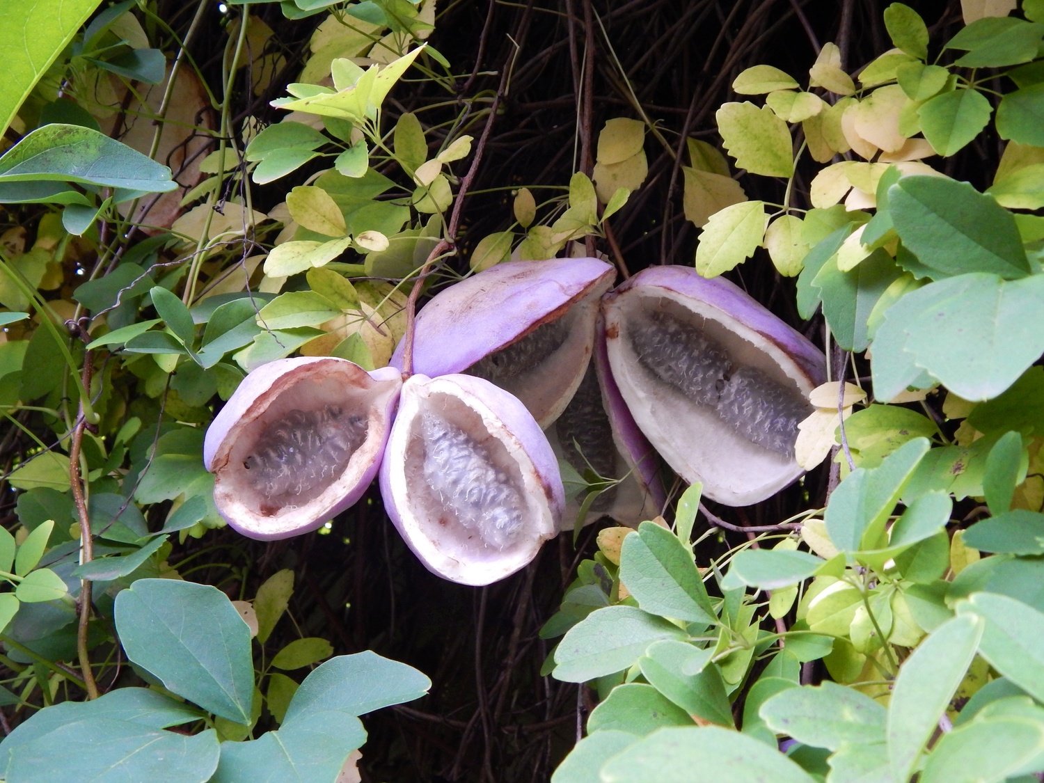 Акебия белоцветковая