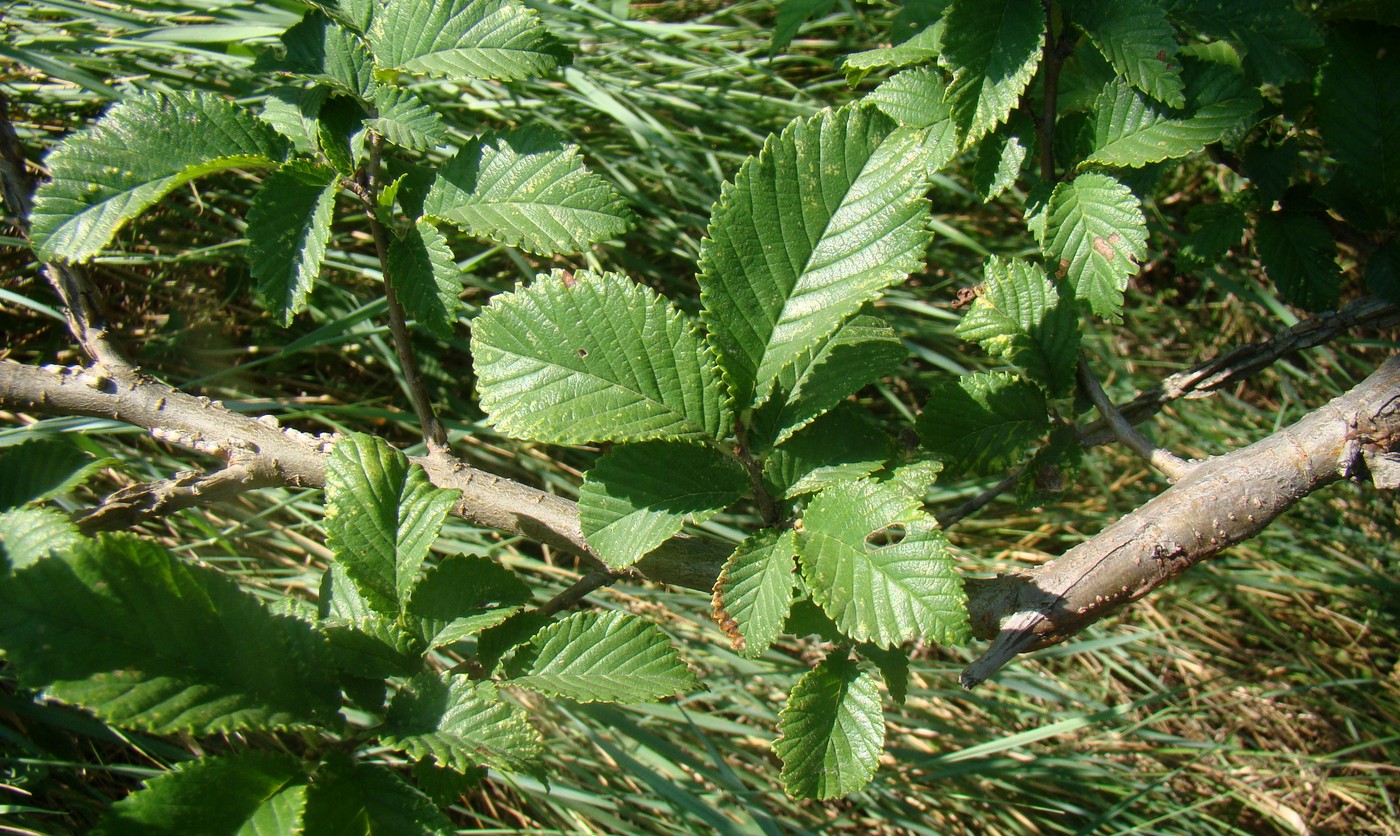 Вяз граболистный Вяз граболистный