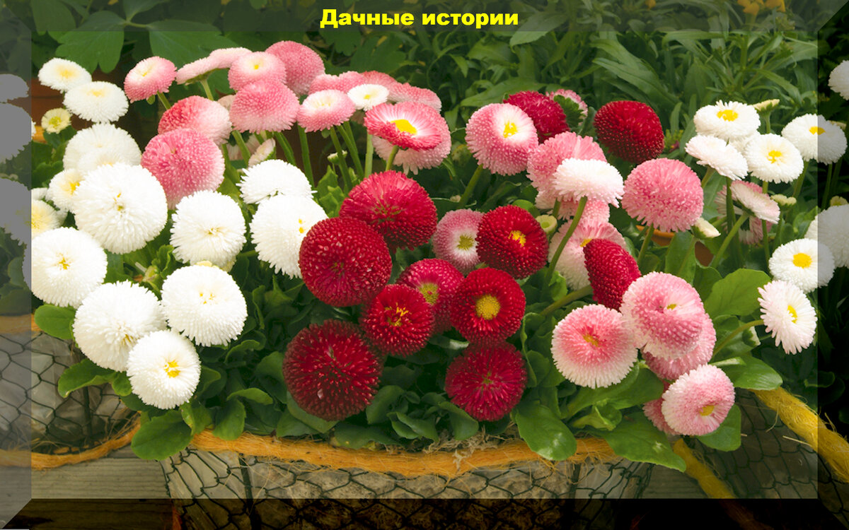 Маргаритка