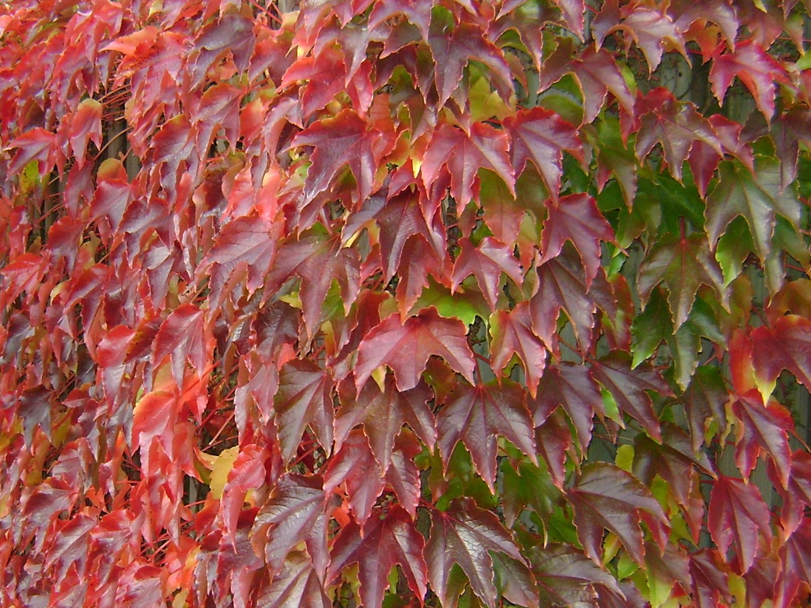 Девичий виноград Мурорум