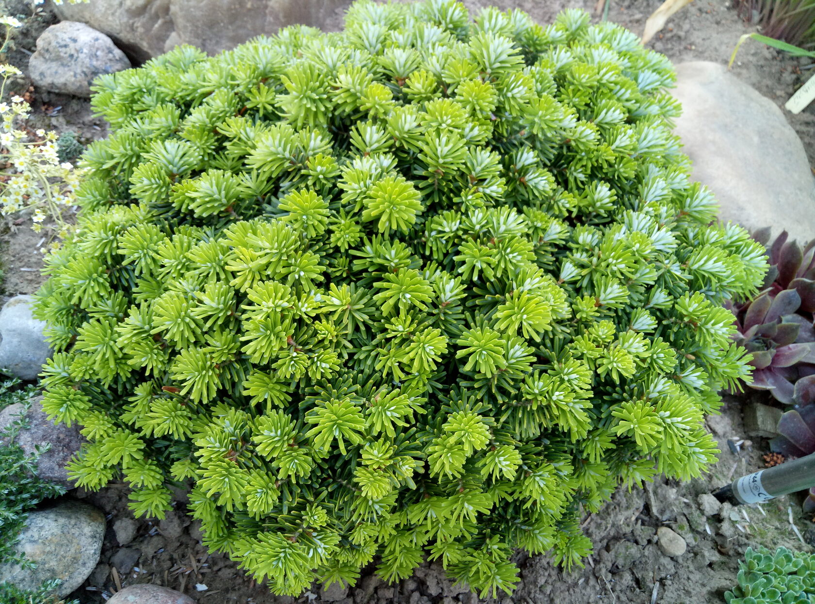 Пихта корейская