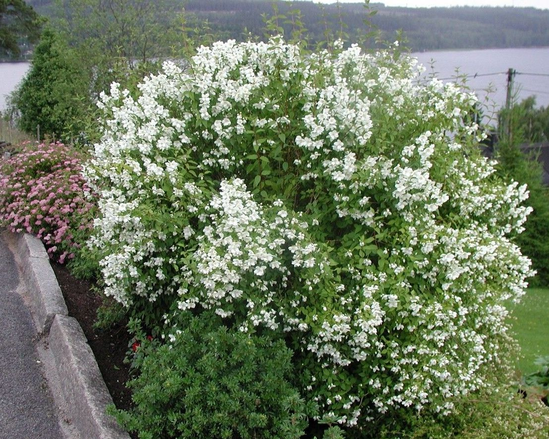 Чубушник Лемуана Чубушник Лемуана