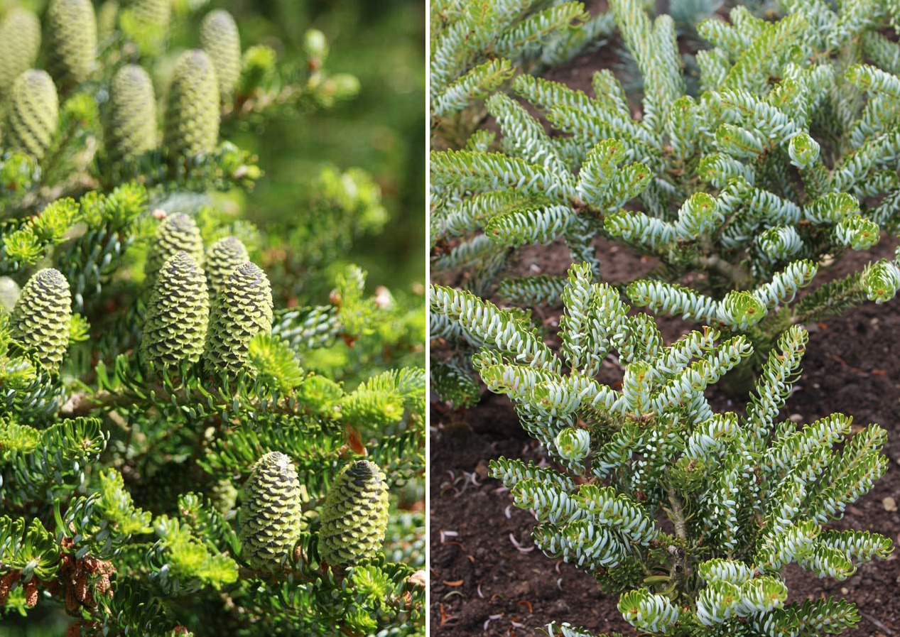 Пихта корейская