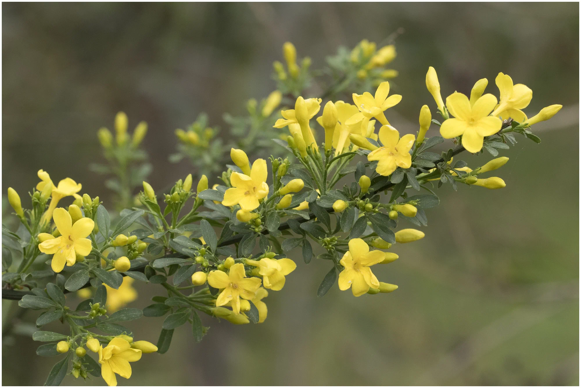 Жасмин кустарниковый