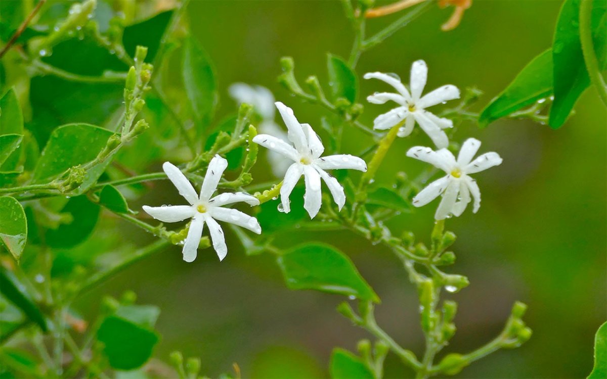 Жасмин многоцветковый Жасмин многоцветковый