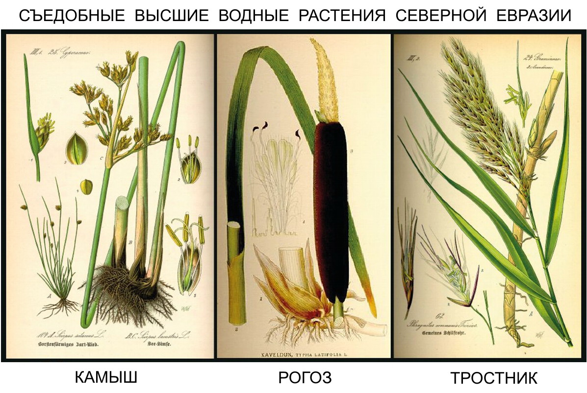 Рогоз Рогоз