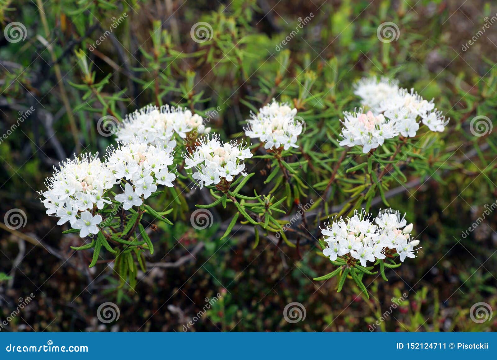 Багульник стелющийся Багульник стелющийся