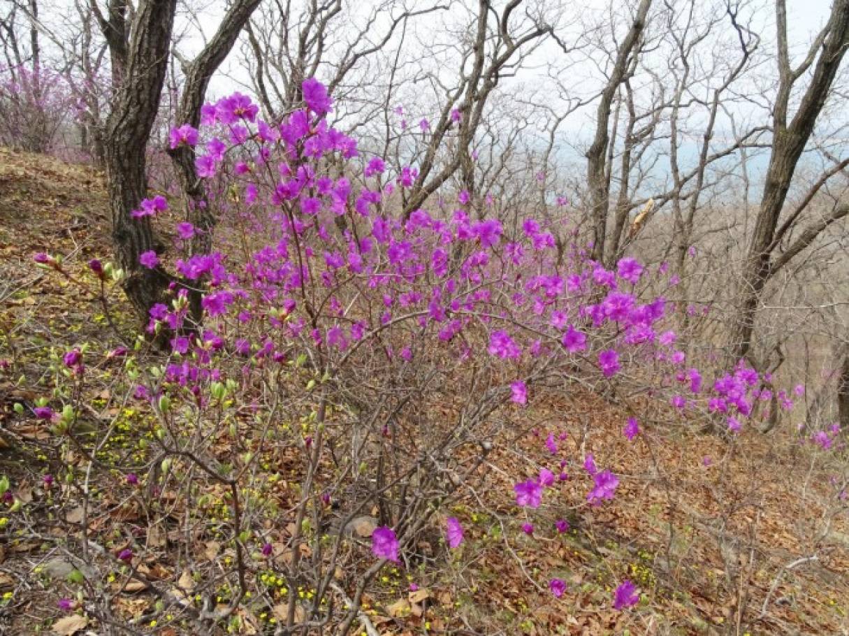 Багульник крупнолистный