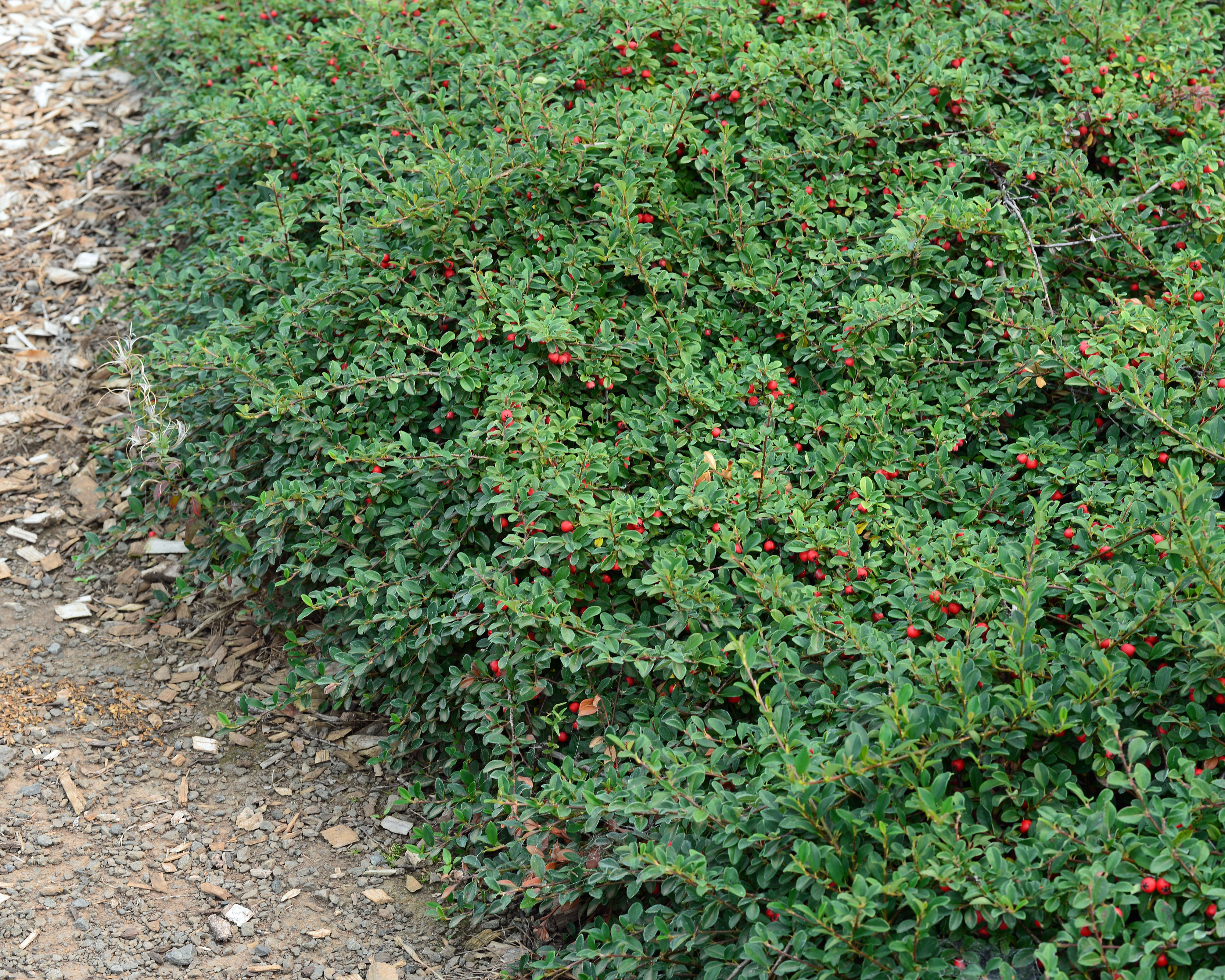 Кизильник пузырчатый