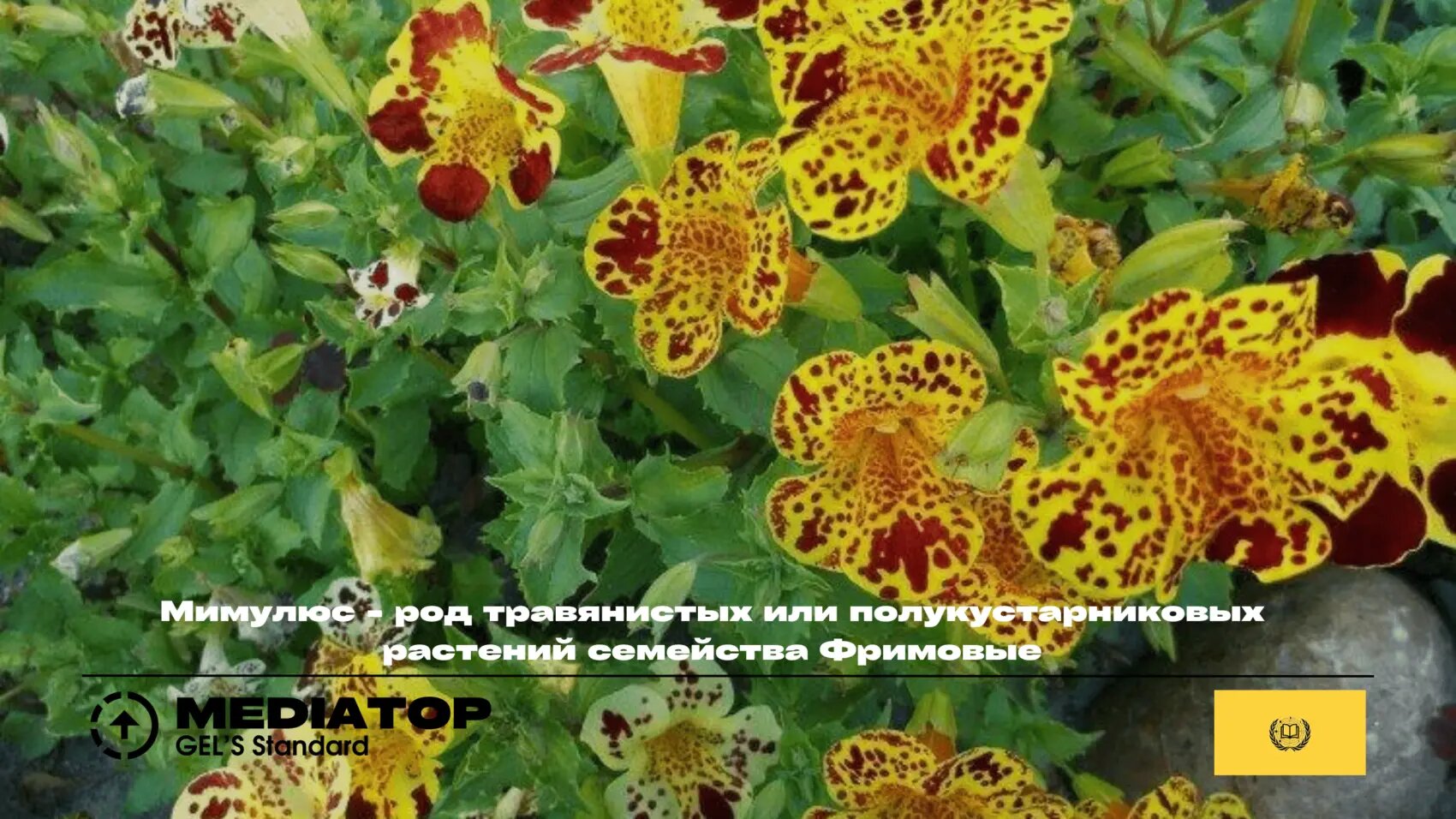 Мимулюс Мимулюс