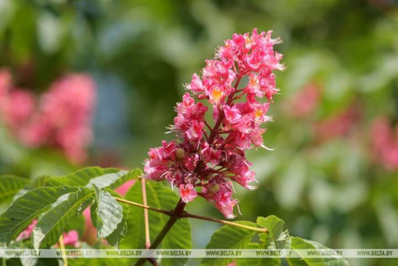 Каштан конский красный Каштан конский красный