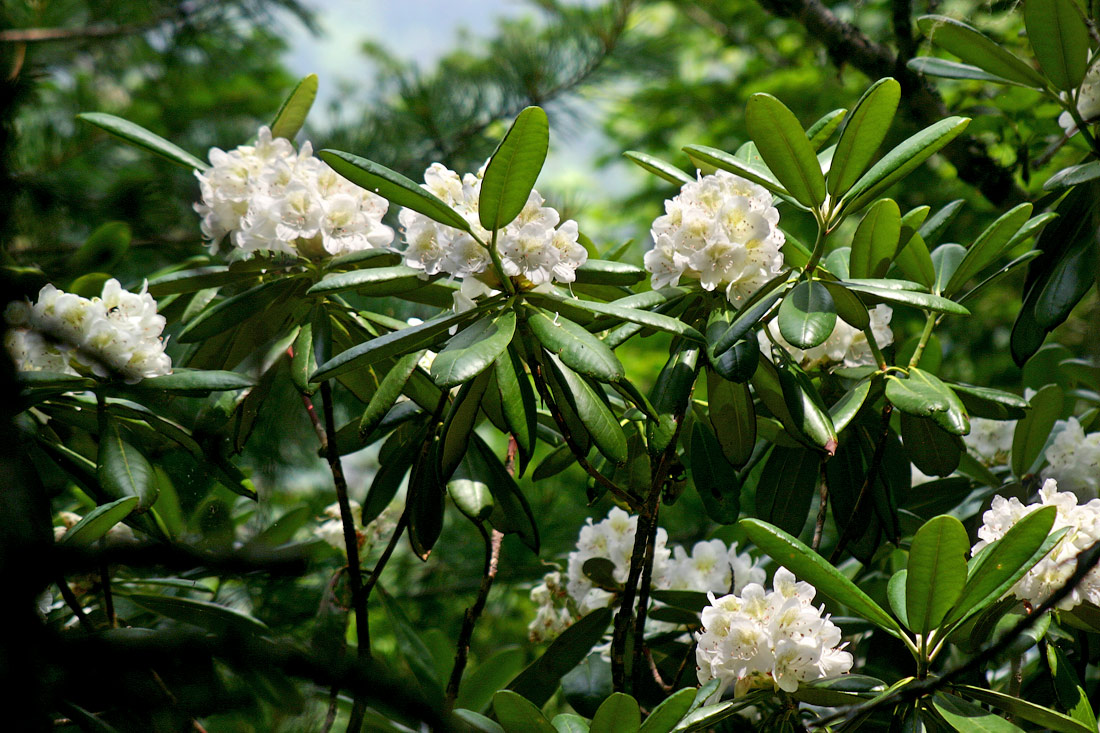 Рододендрон короткоплодный