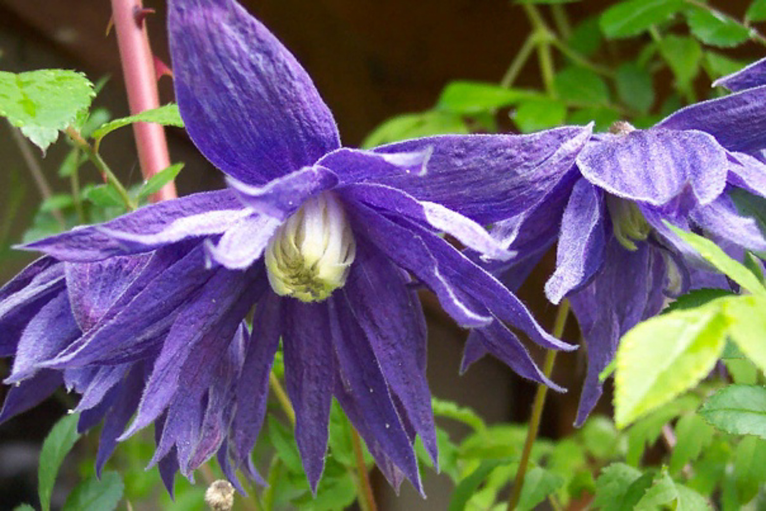 Княжик Арманда Княжик Арманда